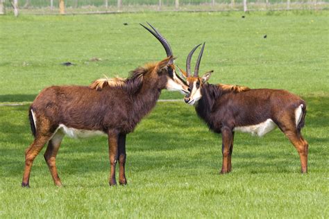 Sable Antelope Woburn Safari Park