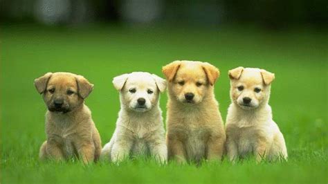 Cute Dogs And Puppies Wallpapers Wallpaper Cave