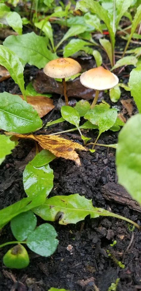 Need Help Identifying Little Brown Gilled Mushrooms Identifying