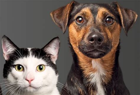 Page 1 of 9 (51 total items in category). Free Pets Kitchen dog/cat food sample