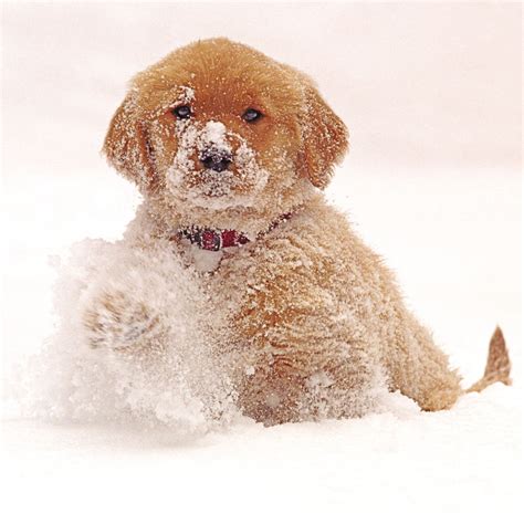 Let Is Snow Let It Snow Let It Snow Snow Puppy Golden Retriever