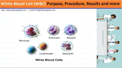 White Blood Cells Count Test Purpose Results Ane More Lab Tests Guide