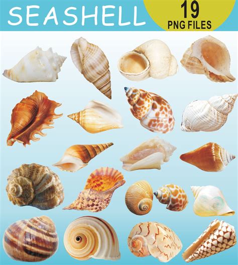 Seashell Clipart Under The Sea Shells Clipart Seashell Clip Etsy