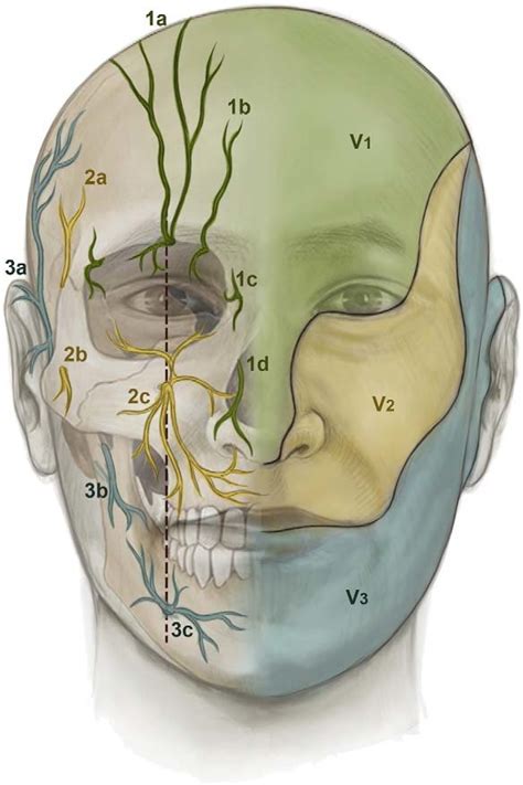 Cutaneous Innervation Of The Face Ophthalmic Nerve V 1 1a