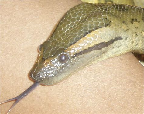 Photo Gallery Anacondas Anaconda Close Up