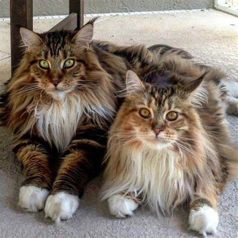 Siberian Forest Cat Vs Maine Coon