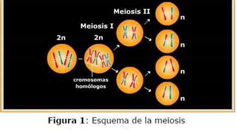 División Celular Meiosis