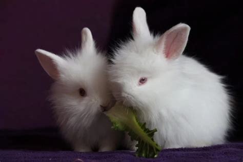 Polish 10 Most Beautiful Rabbit Breeds