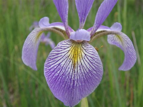 Northern Blue Flag Iris Versicolor Wildflowers And Ferns Of