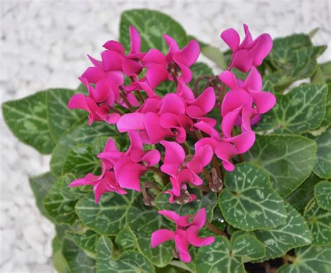 How To Grow And Care For Cyclamen Indoors A Beginners Guide