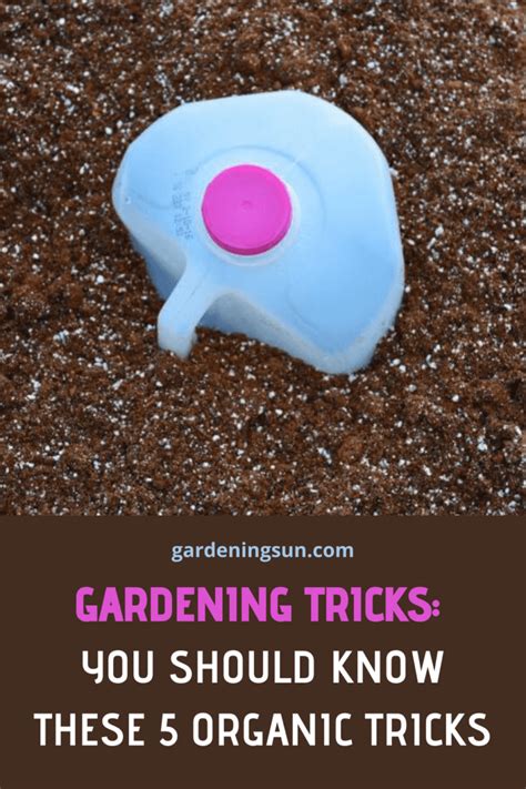 Gardening Tricks You Should Know These 5 Organic Tricks Gardening Sun