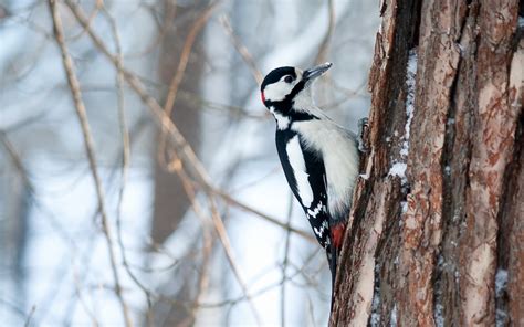 Wallpaper Nature Snow Winter Branch Wildlife Spring Tree