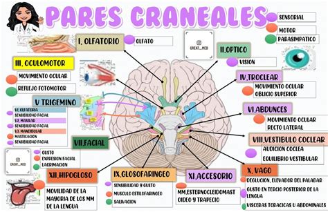 Pares Craneales Semiolog A Neurol Gica Apuntes De Medicina Udocz