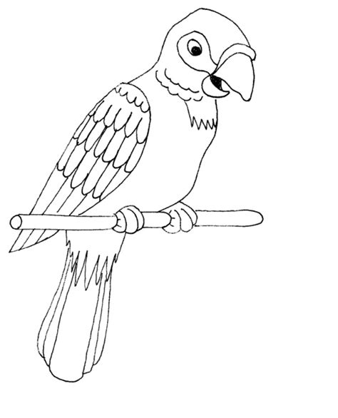 Parrot Coloring Page For Kids Images Animal Place