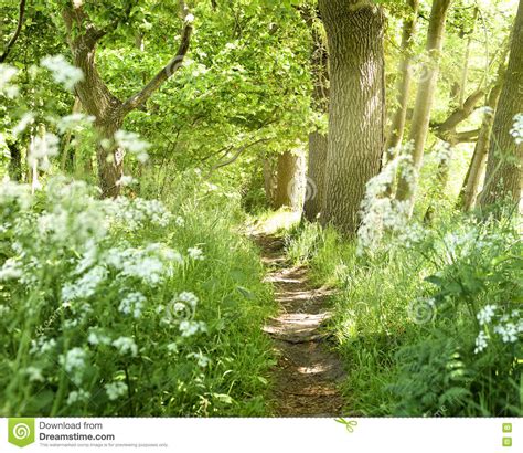 Idyllic Forest Path With White Flowers Stock Image Image Of Bush