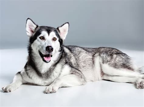 They are similar to other arctic, husky, and spitz breeds such as the greenland dog, canadian eskimo dog, the siberian husky, and the samoyed. Alaskan Malamute im Rasseportrait - tieranzeigen.at