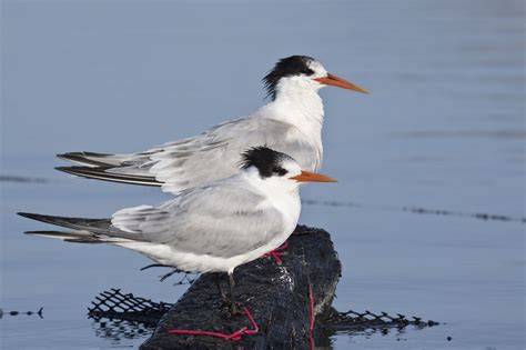Elegant Tern Birds Of San Diego County California · Inaturalist