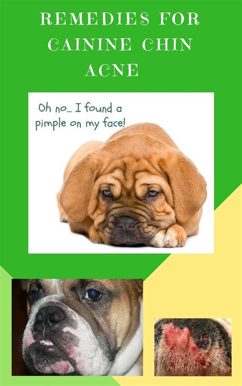 I Love My Dog Natural Pet Health Dogs With Chin Pimples Canine Acne