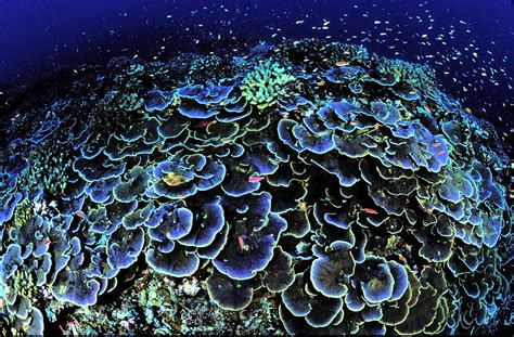 How We Can Save Coral Reefs And Why We Should Want To The Fifth Column