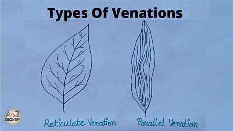 How To Draw Types Of Venation Of Leaf Reticulate And Parallel Venation