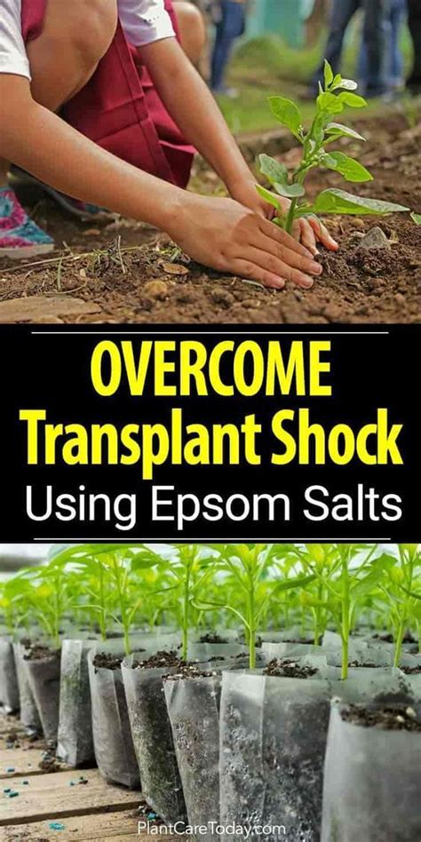 What Do You Use Epsom Salts For In Gardening Diy Garden Magic Garden