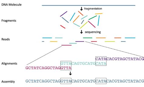 Schematic Visualization Of Sequencing Process A Dna Molecule Is