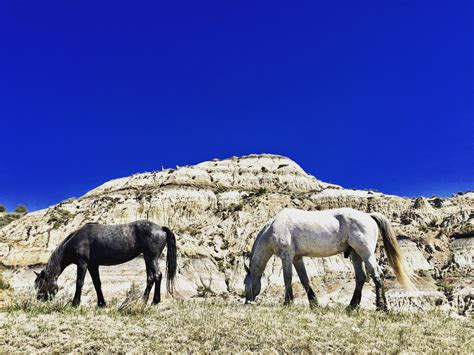 Theodore Roosevelt National Park North Dakota Wild Horses Of The