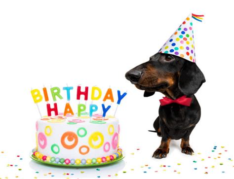 Party puppy dachshund card is here! Happy Birthday Dachshund Stock Photos, Pictures & Royalty-Free Images - iStock