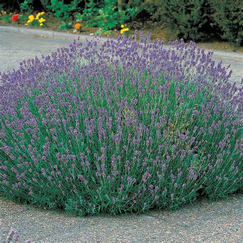 Munstead Lavender Heirloom Seeds Park Seed