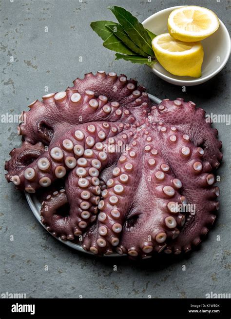 Seafood Octopus Whole Fresh Raw Octopus On With Lemon And Laurel Gray