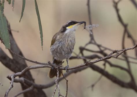 Honeyeaters And Chats — Mallee Conservation