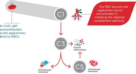 Mechanism Of Cold Agglutinin Disease Cad In The Complement Pathway