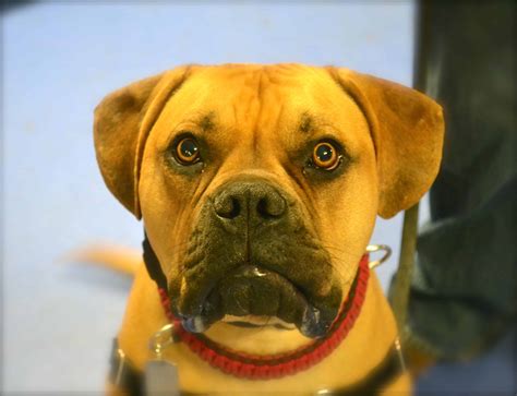 Bullmastiff Earns Cgc Title Michigan Dog Training