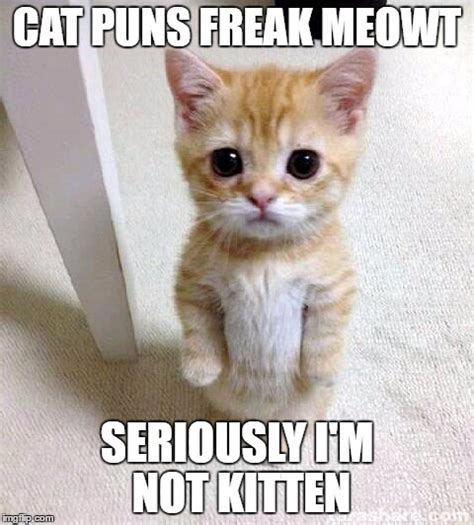 The Perfect Cute Funny Cat Puns List For You