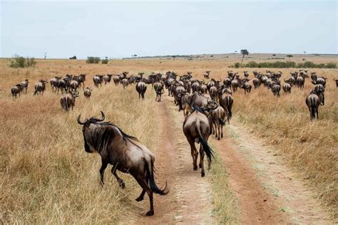 Amazing African Safari Animals During Great Migration 40 Photos From