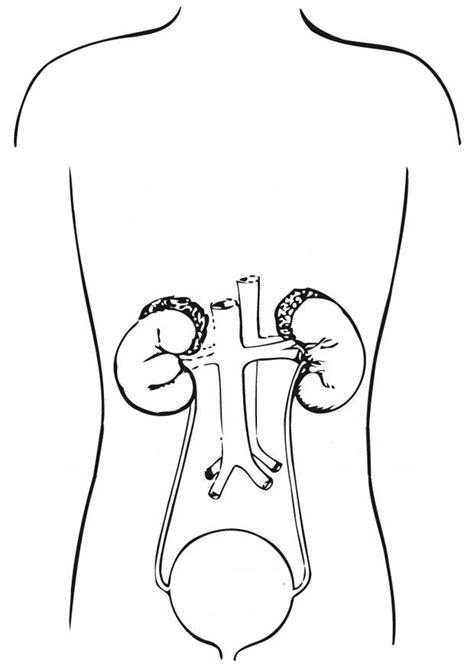 Coloring Page Urinary System Free Printable Coloring Pages Img 12919