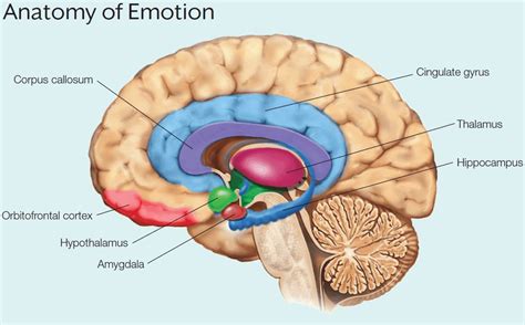 Emociones Ii El Cerebro Emocional ¿el Viaje A Ninguna Parte Psychon