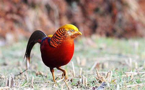 Pheasant Wallpapers Wallpaper Cave