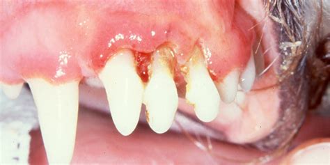 What Does Gingivitis Look Like In Dogs