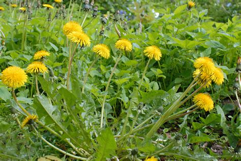 Growing Dandelions To Eat A Weed With Many Benefits