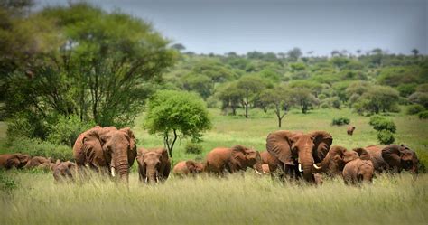 Wildlife In Serengeti National Park Tanzania