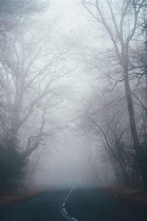 Free Images Road Fog Foggy Mist Tree 3280x4928 1367603 Free