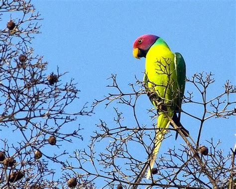 Birds Kerala Wildlife Birds Show Photos