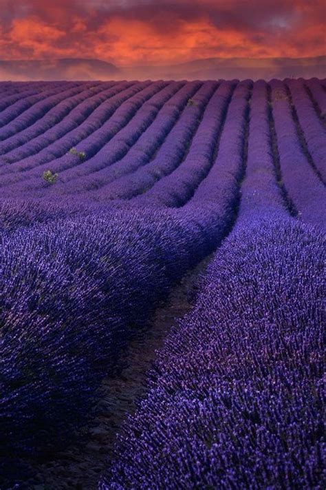 Sunsets Are Relaxing Lavender Fields France Lavender Fields Provence