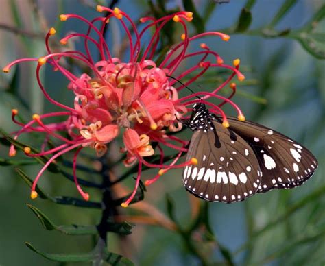 Attracting beneficial insects with flowers. 9 best flowers for your Autumn garden | Flowers australia ...