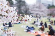 2019日本櫻花攻略🌸日本花期公開！三大賞櫻熱點新宿最方便，最佳夜櫻打卡地又在哪？