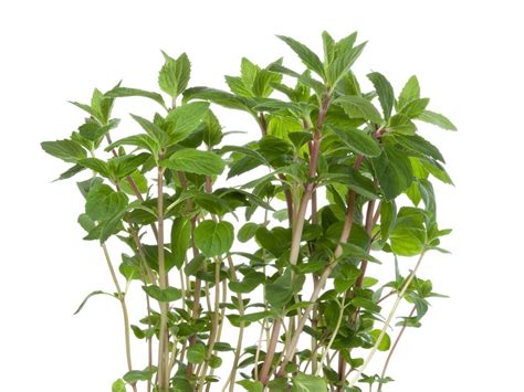 Uses For Ginger Mint Learn About Ginger Mint Plant Care Gardening
