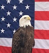 American Flag Bald Eagle