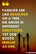 Inspirational Family Quotes and Family Reunion Quotes (2021)
