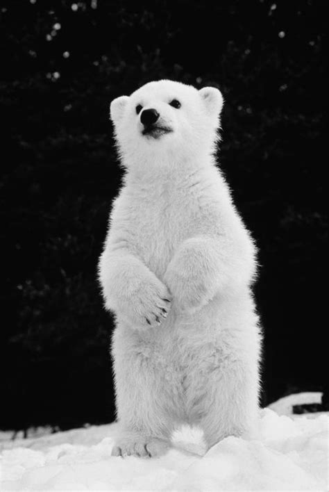 52 Best Ijsberen Images On Pinterest Polar Bears Animal